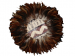  Natural Kapa Kahiko Caps 