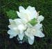  Tuberose Hair Clip 